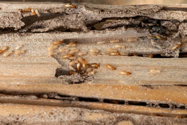 Reliable Charles Town, WV Pest Control Solutions